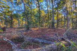 0 Ocean Hwy. photo 4