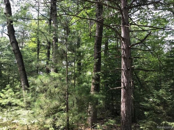 Racoon Trail, Alcona Twp, MI 48742