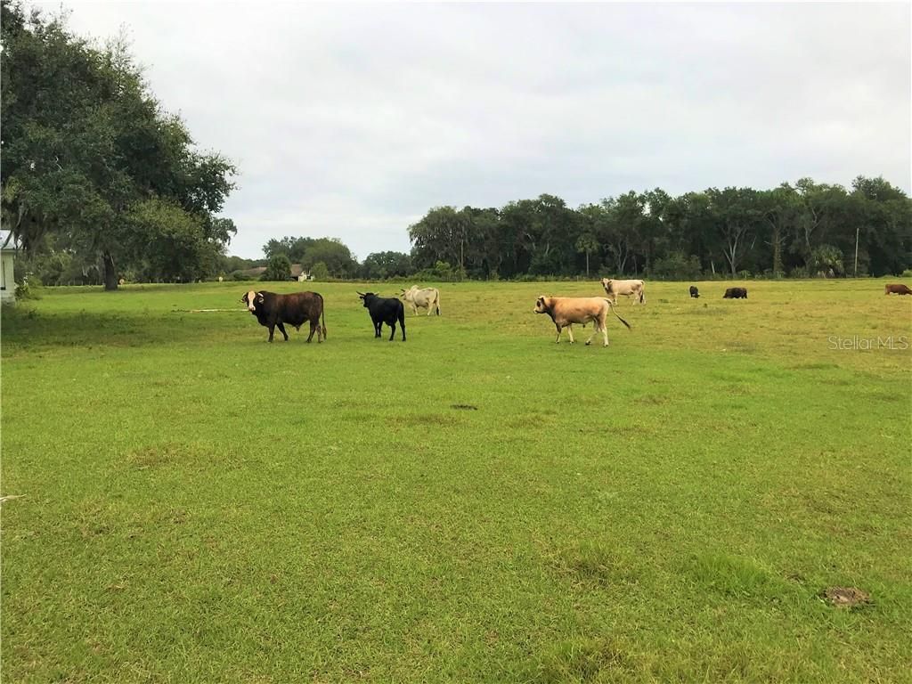 1401 State Road 44, Leesburg, FL 34748 Photo