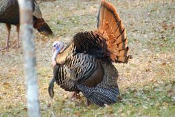 6 Parkers Ferry Rd photo 4