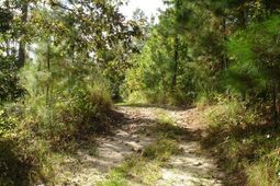 6 Parkers Ferry Rd photo 4