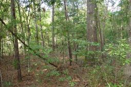 6 Parkers Ferry Rd photo 4