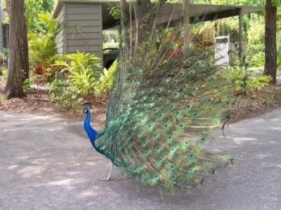 1625 Treehouse Circle, Unit TR111, Sarasota, FL 34231 Photo