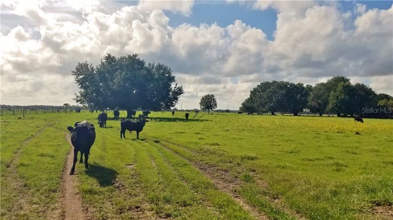 Litchfield Loop, Winter Haven, FL 33884 Photo