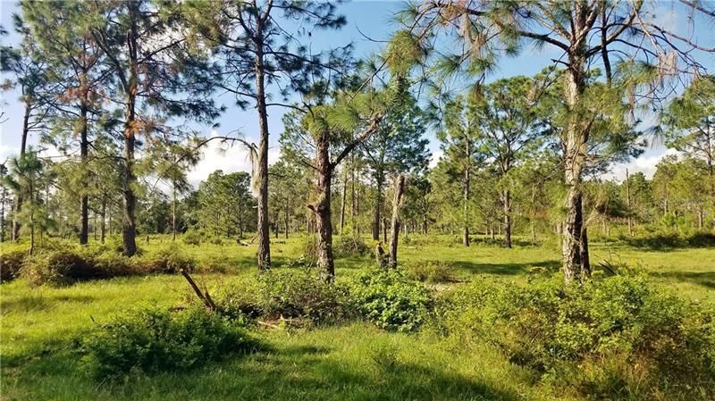 Litchfield Loop, Winter Haven, FL 33884 Photo