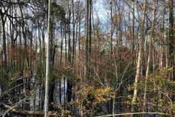 10a Bear Bluff Dr. photo 4