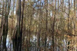 10a Bear Bluff Dr. photo 4