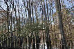 10a Bear Bluff Dr. photo 4
