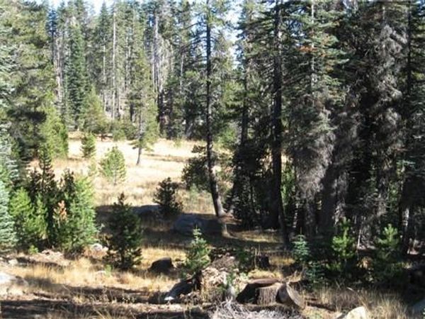 0 sugar pine, Berry Creek, CA 95972
