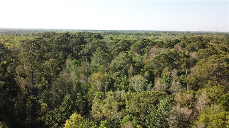 1500 S Candlenut & 1627 S Palm Avenue, Homosassa, FL 34448 Photo