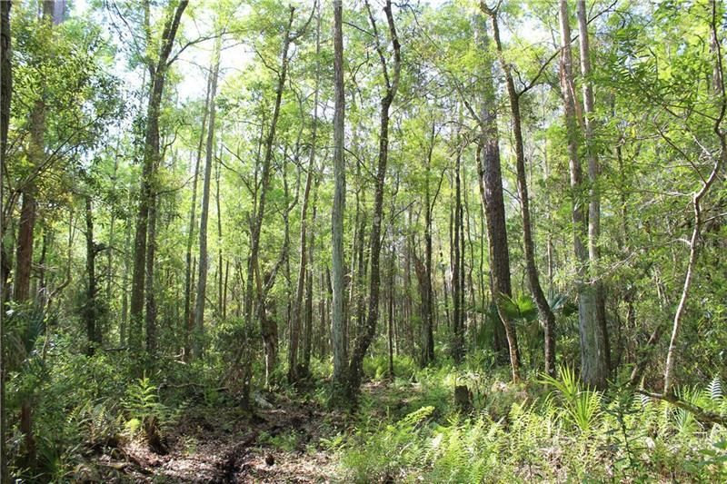 1500 S Candlenut & 1627 S Palm Avenue, Homosassa, FL 34448 Photo