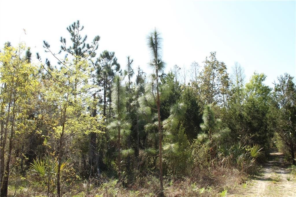 1267 N Jorie Terrace, Crystal River, FL 34429 Photo