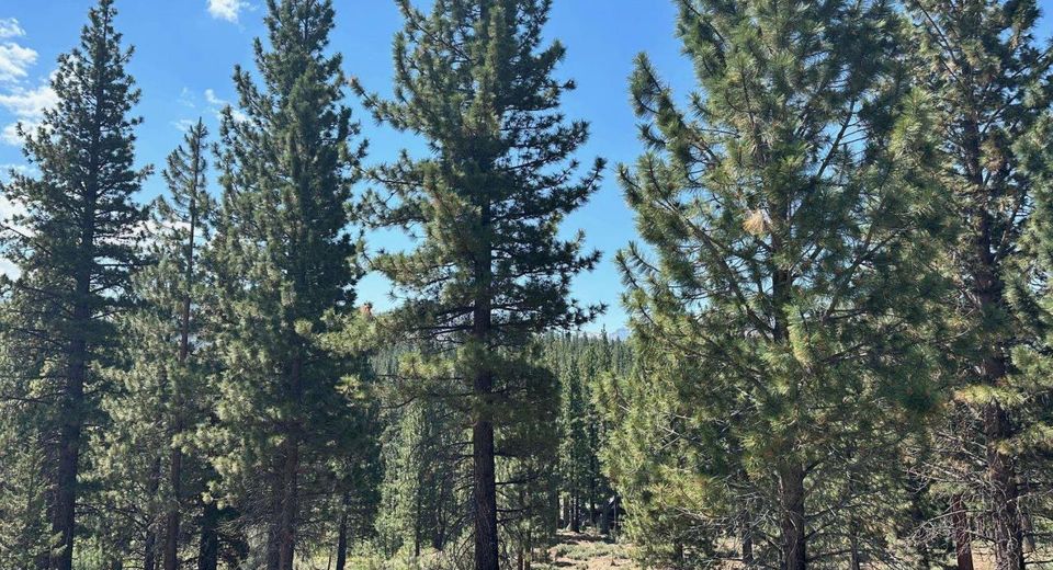 Lot 2 Raymond View, Markleeville, CA 96120 Photo