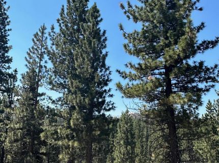 Lot 2 Raymond View, Markleeville, CA 96120 Photo