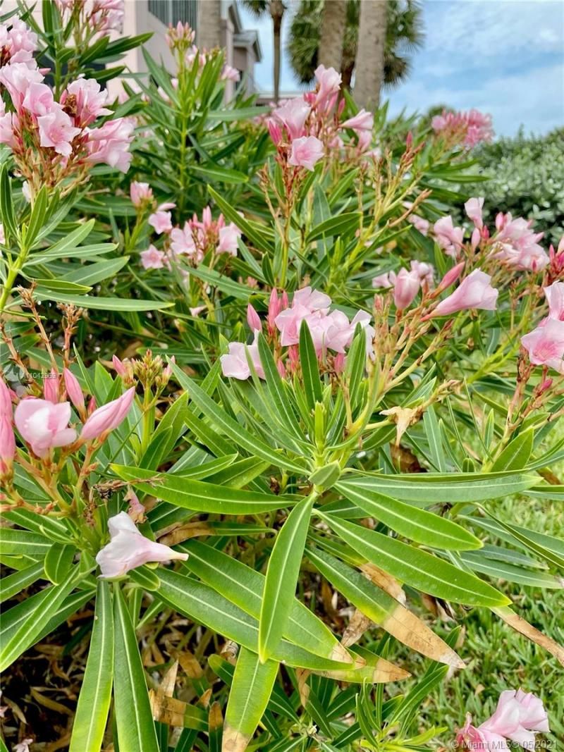 20 NE Plantation Rd, Unit 306, Hutchinson Island, FL 34996 Photo