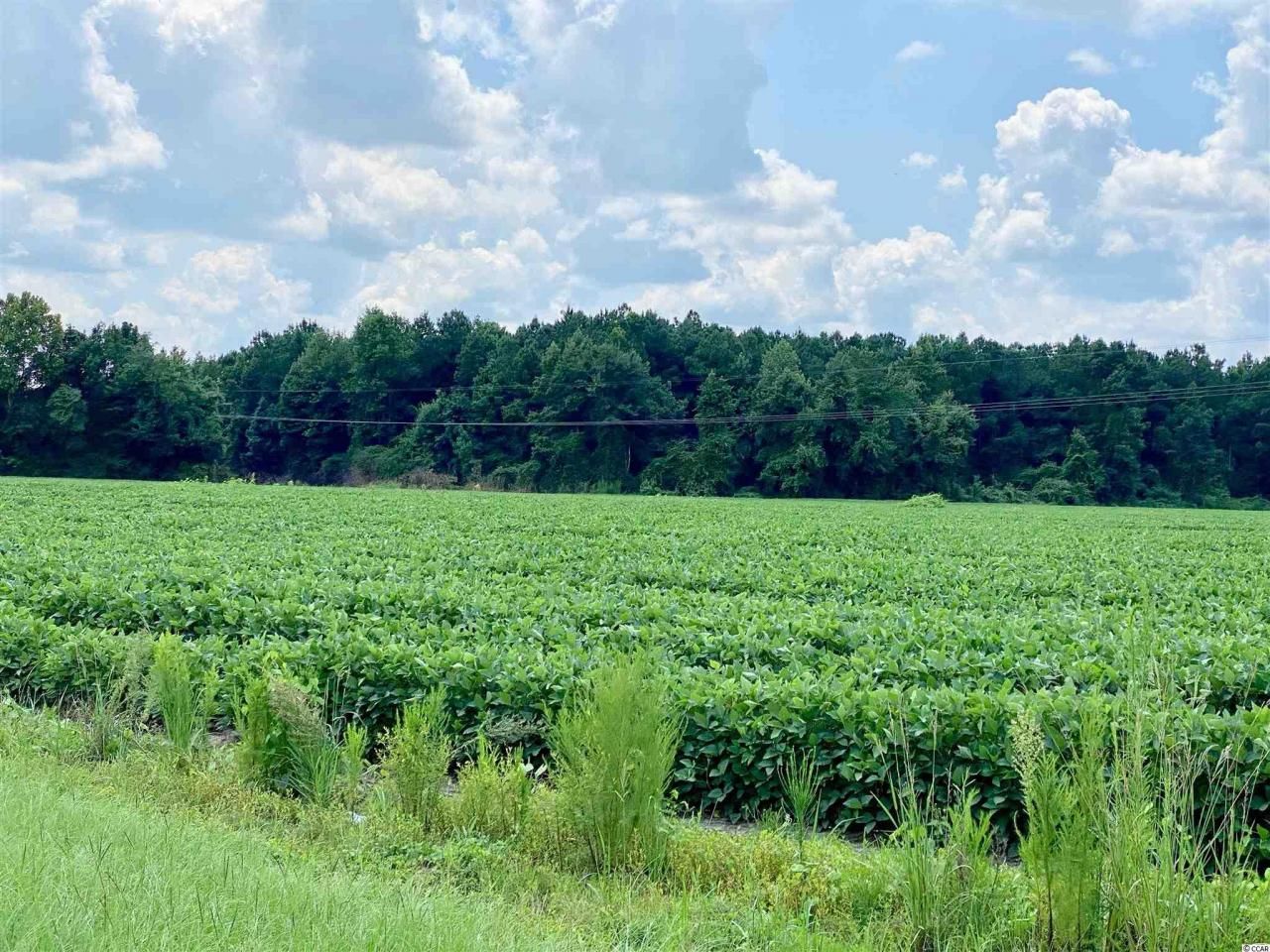 Tbd Highway 501 Photo 20