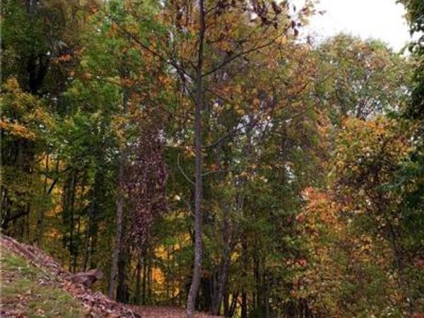 375 Buck Drive, Hot Springs, NC 28743