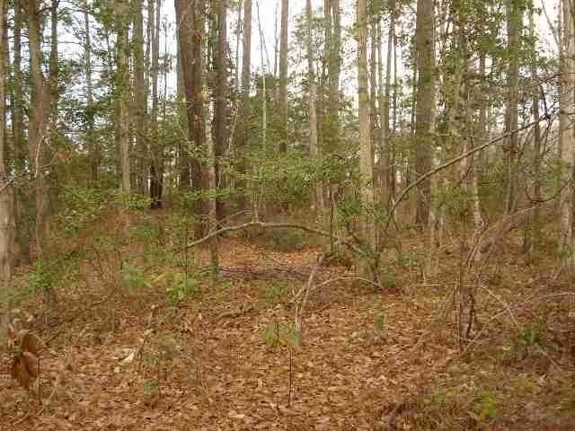 Parcel A Palmetto Pointe Blvd. Photo 5