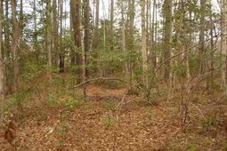 Parcel A Palmetto Pointe Blvd. photo 4