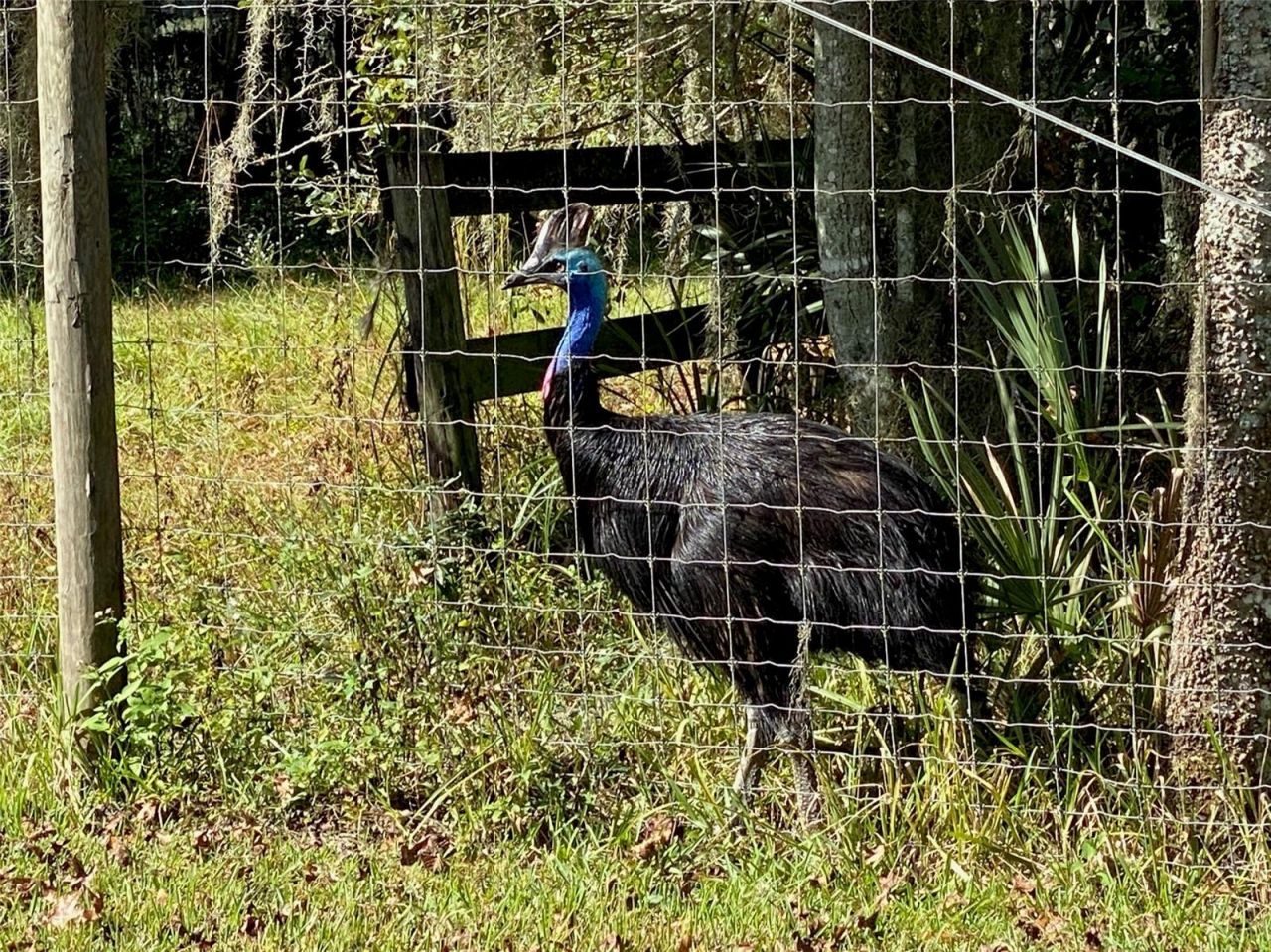 19350 NW 123rd Court, Micanopy, FL 32667 Photo