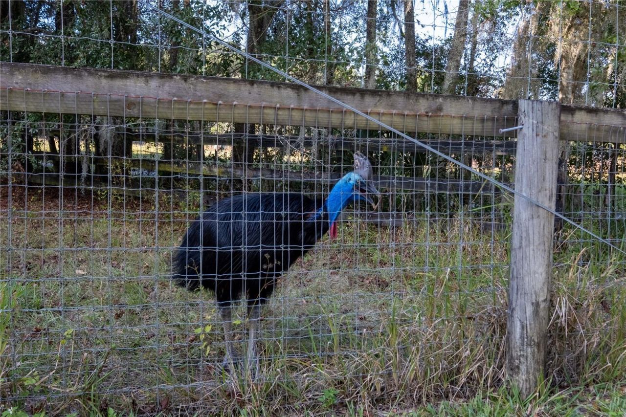 19350 NW 123rd Court, Micanopy, FL 32667 Photo