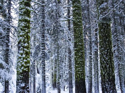 Xxxxx Alpine Meadows Road, Alpine Meadows, CA 96146 Photo