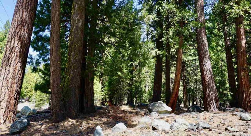 59 Yonkalla Trail, Graeagle, CA 96103 Photo