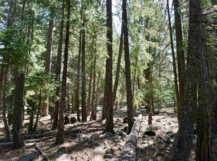 59 Yonkalla Trail, Graeagle, CA 96103 Photo