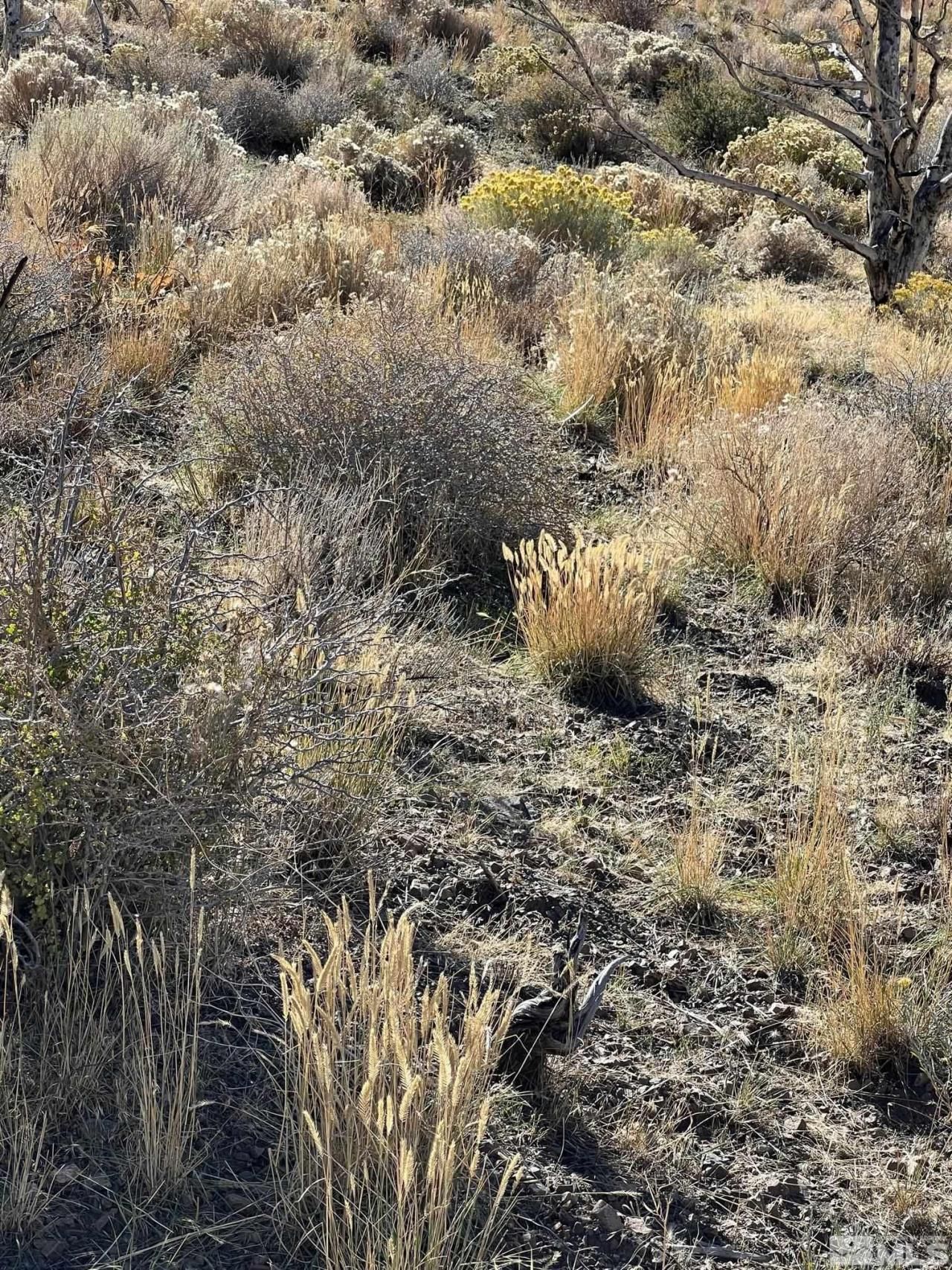 Tbd Parcels At Pine Nut Creek Area, Gardnerville, NV 89410 Photo