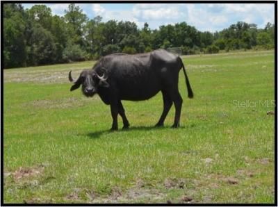 7019 Crooked Creek Lane, Zolfo Springs, FL 33890 Photo