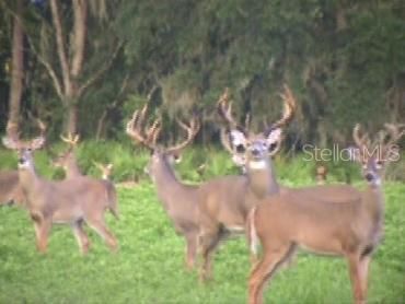 7019 Crooked Creek Lane, Zolfo Springs, FL 33890 Photo