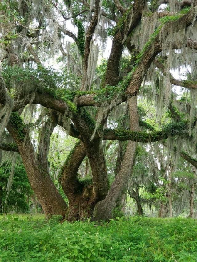 1077 SW 144th Court Road, Ocala, FL 34481 Photo