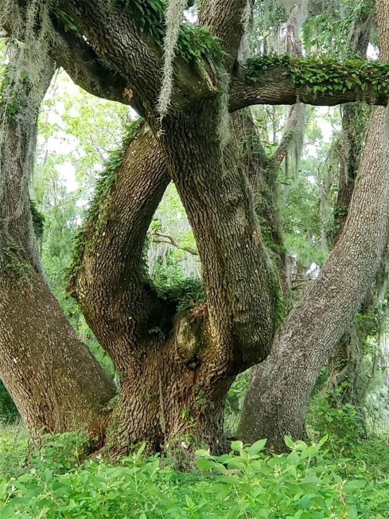 1077 SW 144th Court Road, Ocala, FL 34481 Photo