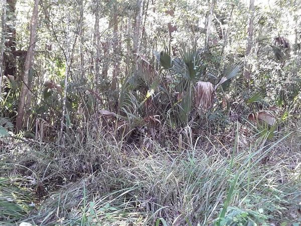 NE 37TH TERRACE TERRACE, CITRA, FL 32113