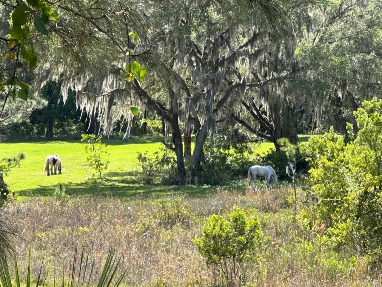 18001 SE Hawthorne Road, Hawthorne, FL 32640 Photo