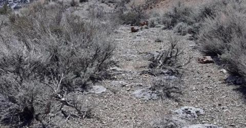 1196 Slate, Wellington, NV 89444 Photo