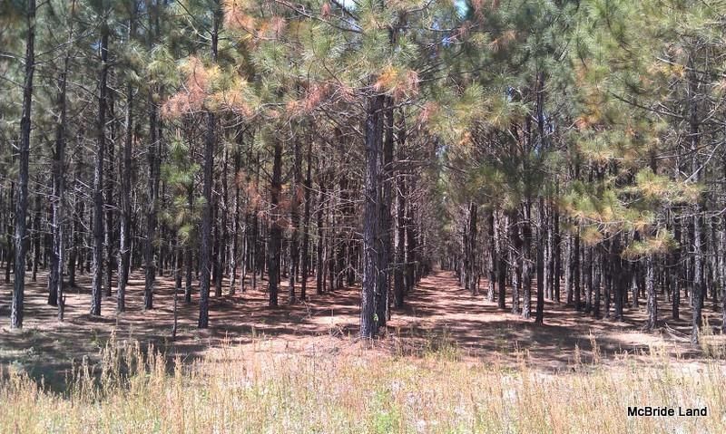 17001 SW Highway 484, Dunnellon, FL 34432 Photo