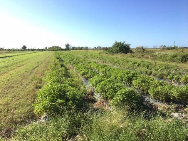 15421 Balm Wimauma Road, Wimauma, FL 33598 Photo