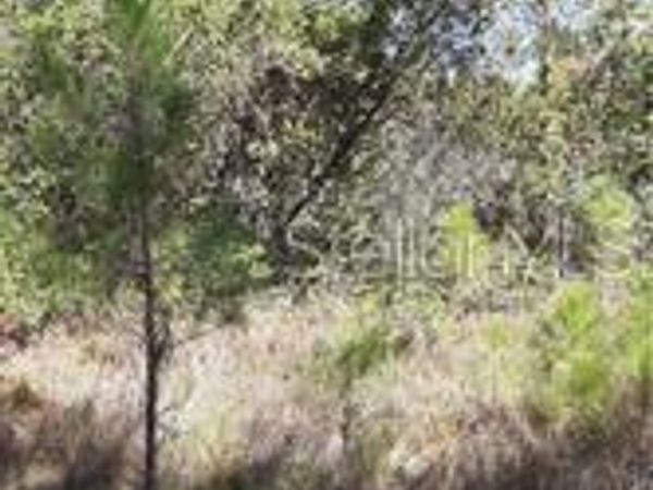 WATER ROAD, GROVELAND, FL 34736