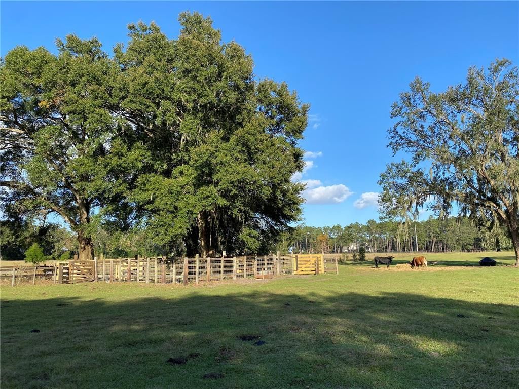 10312 County Road 209, Oxford, FL 34484 Photo