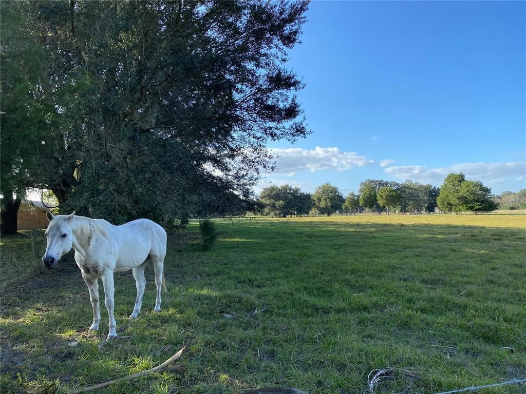 10312 County Road 209, Oxford, FL 34484 Photo