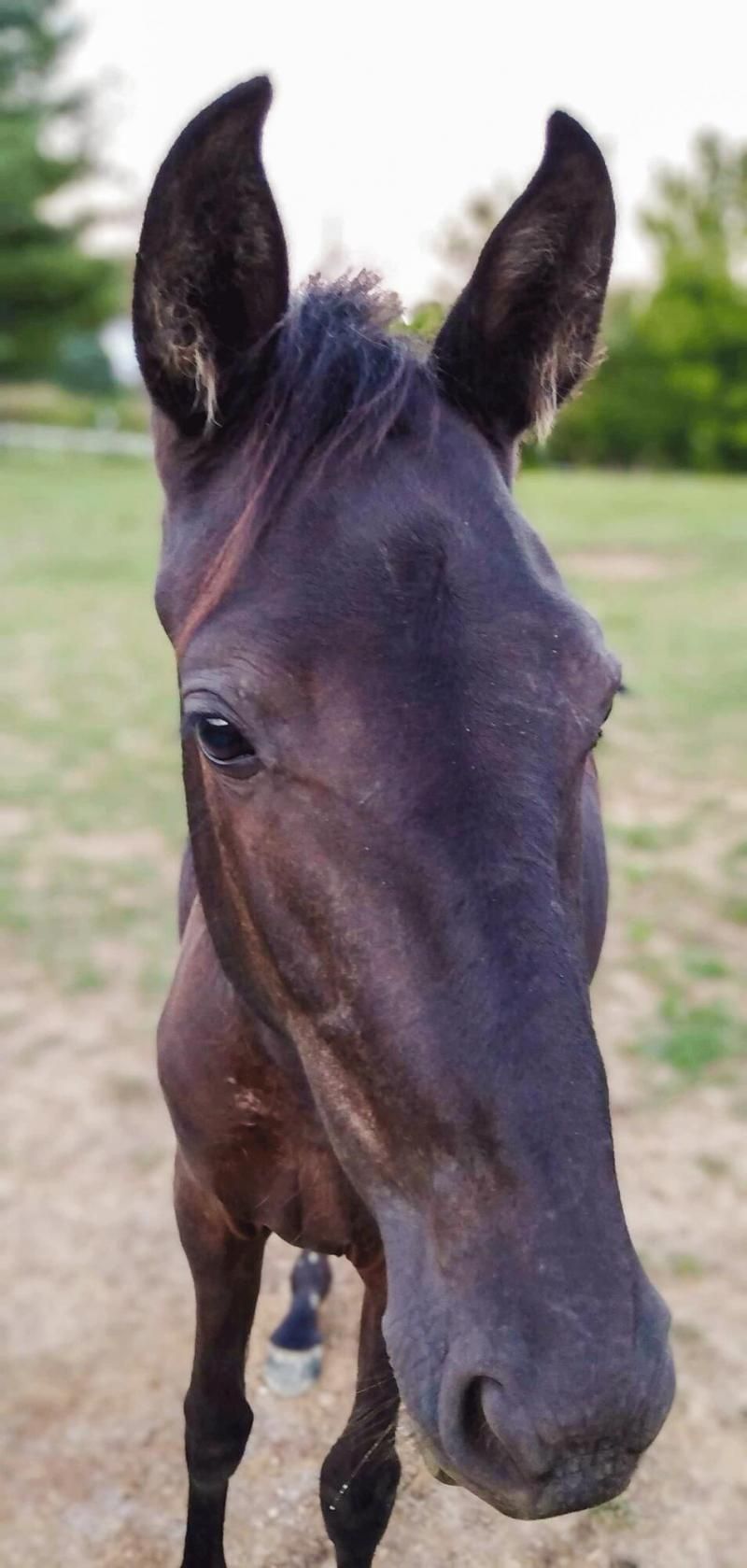 7179 St Joe Road Road, Campbellsville, KY 42718 Main Photo