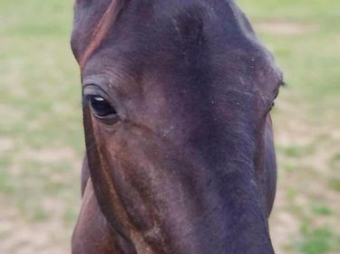 7179 St Joe Road Road, Campbellsville, KY 42718