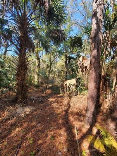 8738 Lindy Lane, New Port Richey, FL 34655 Photo