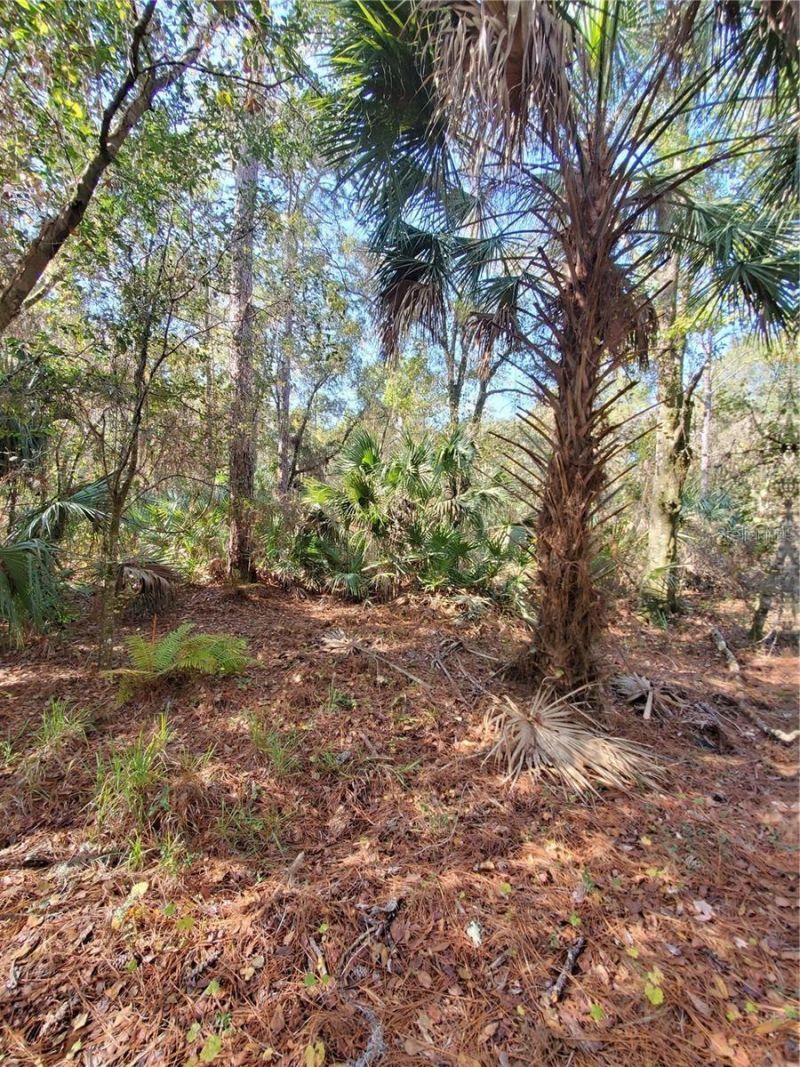 8738 Lindy Lane, New Port Richey, FL 34655 Photo