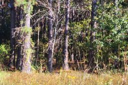 0 Ordie Road photo 4