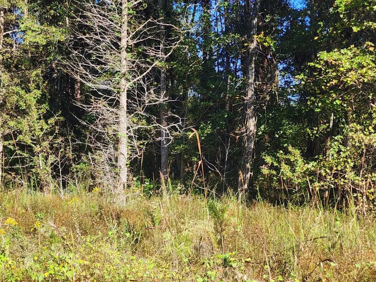 0 Ordie Road Photo 5