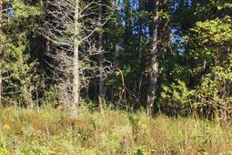 0 Ordie Road photo 4