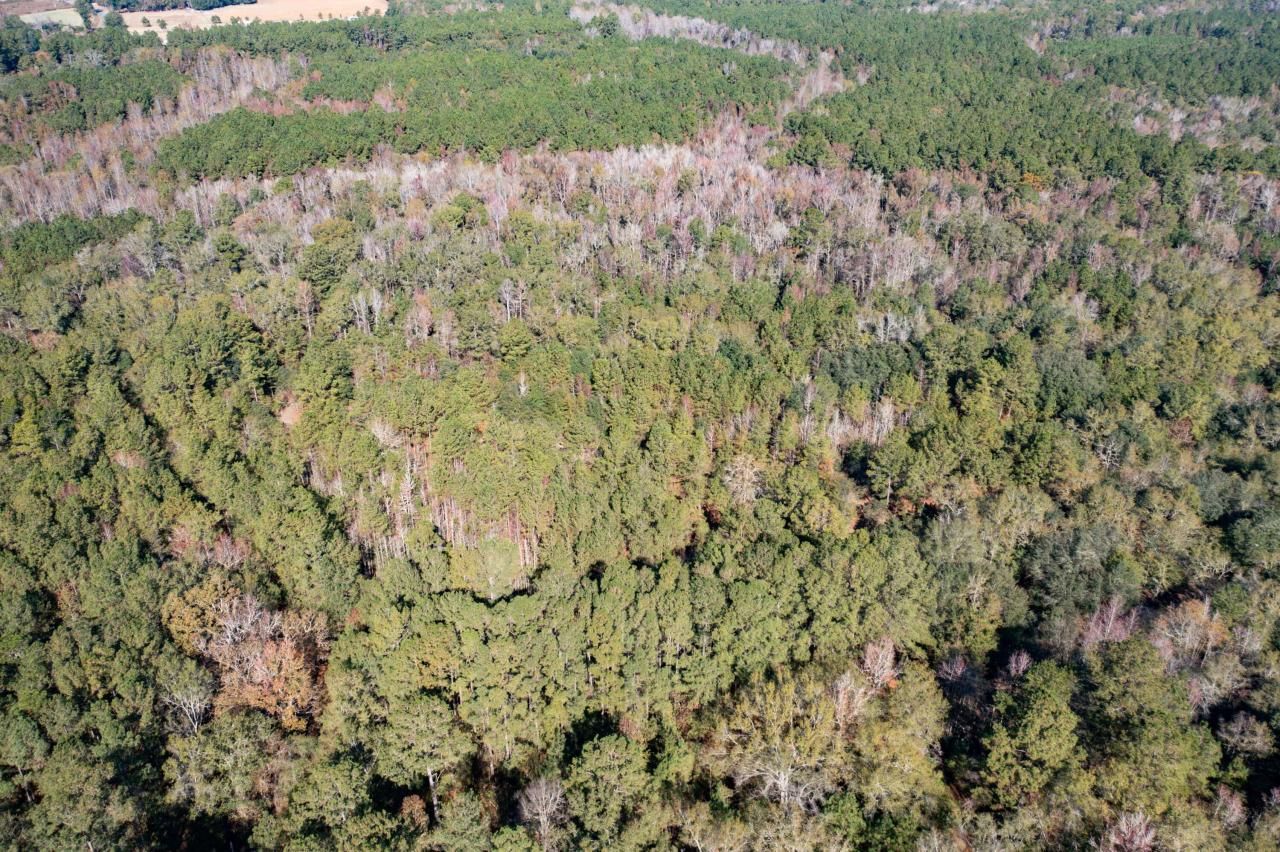 1 Dennis Britt Road Photo 17