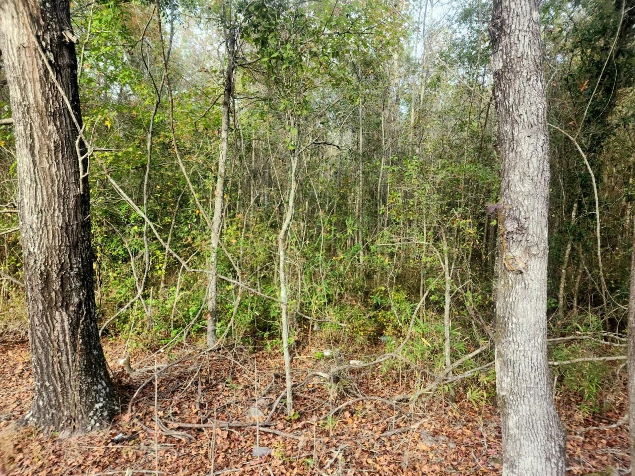 1 Dennis Britt Road Photo 7